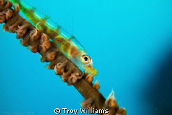 Whip coral goby hanging out while I swap lenses... by Troy Williams 